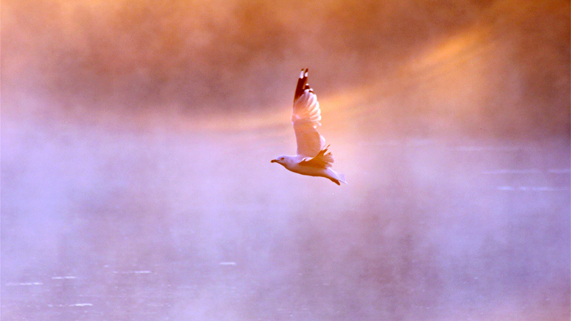 a seagull is flying through a foggy sky