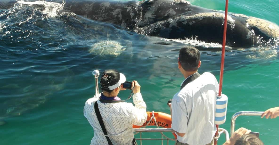 Two people on a boat observing Southern Right Whales at close range in clear blue waters. One person is taking photos while the other watches. The scene captures the majestic presence of the whales right beside the boat.