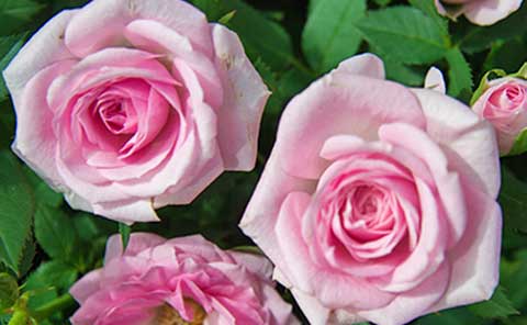 How to Care for Your Roses in Summer: Precision Scapes’ Pro Recommendations