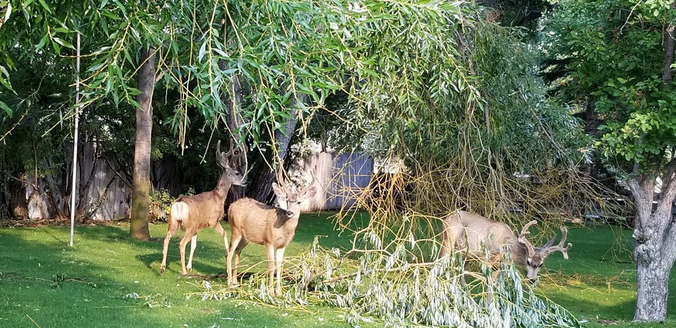 Three deer graze on fallen tree branches in a sunny, green backyard.
