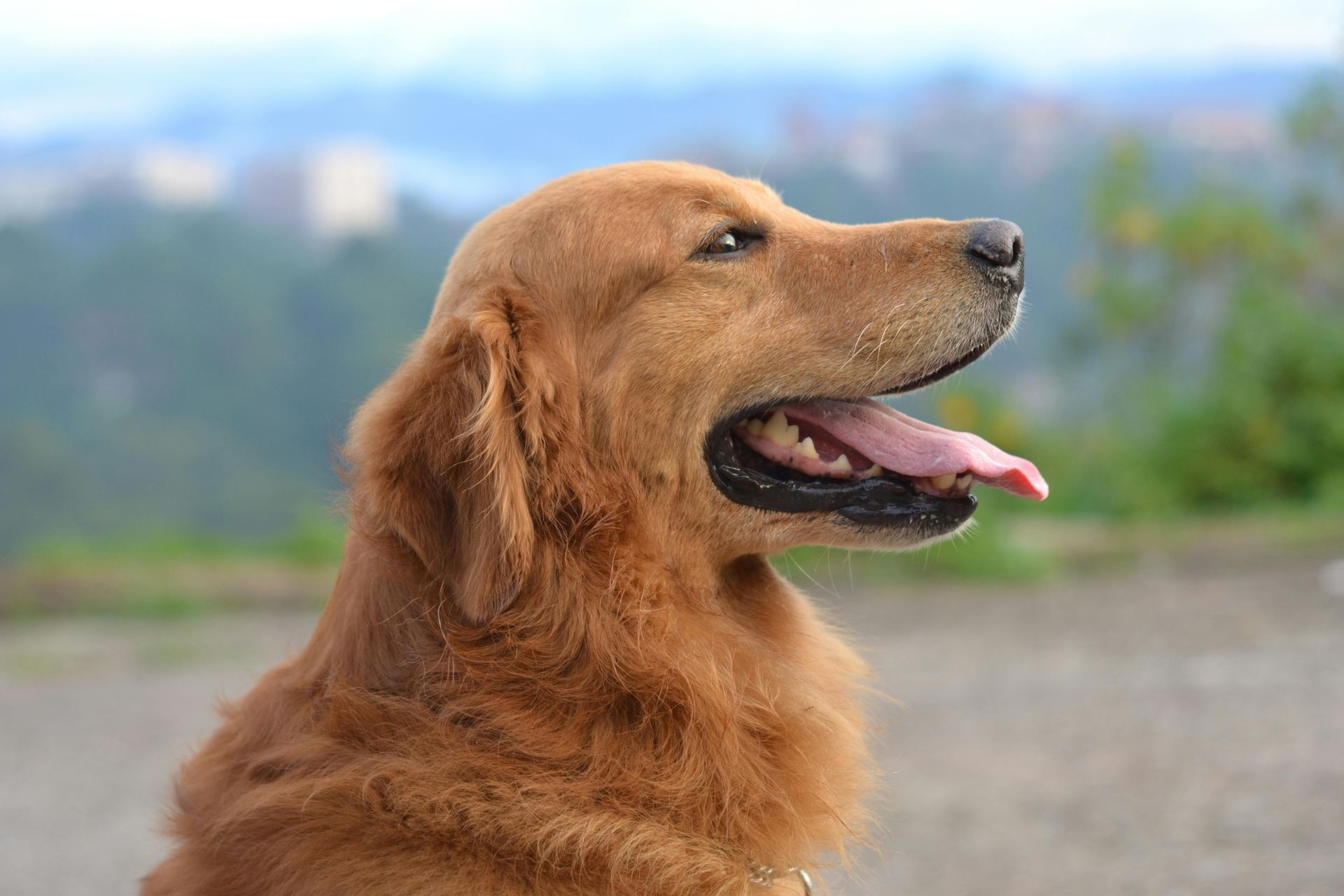 A golden retriever with its mouth open and tongue out, looking to the side against a blurred outdoor landscape.