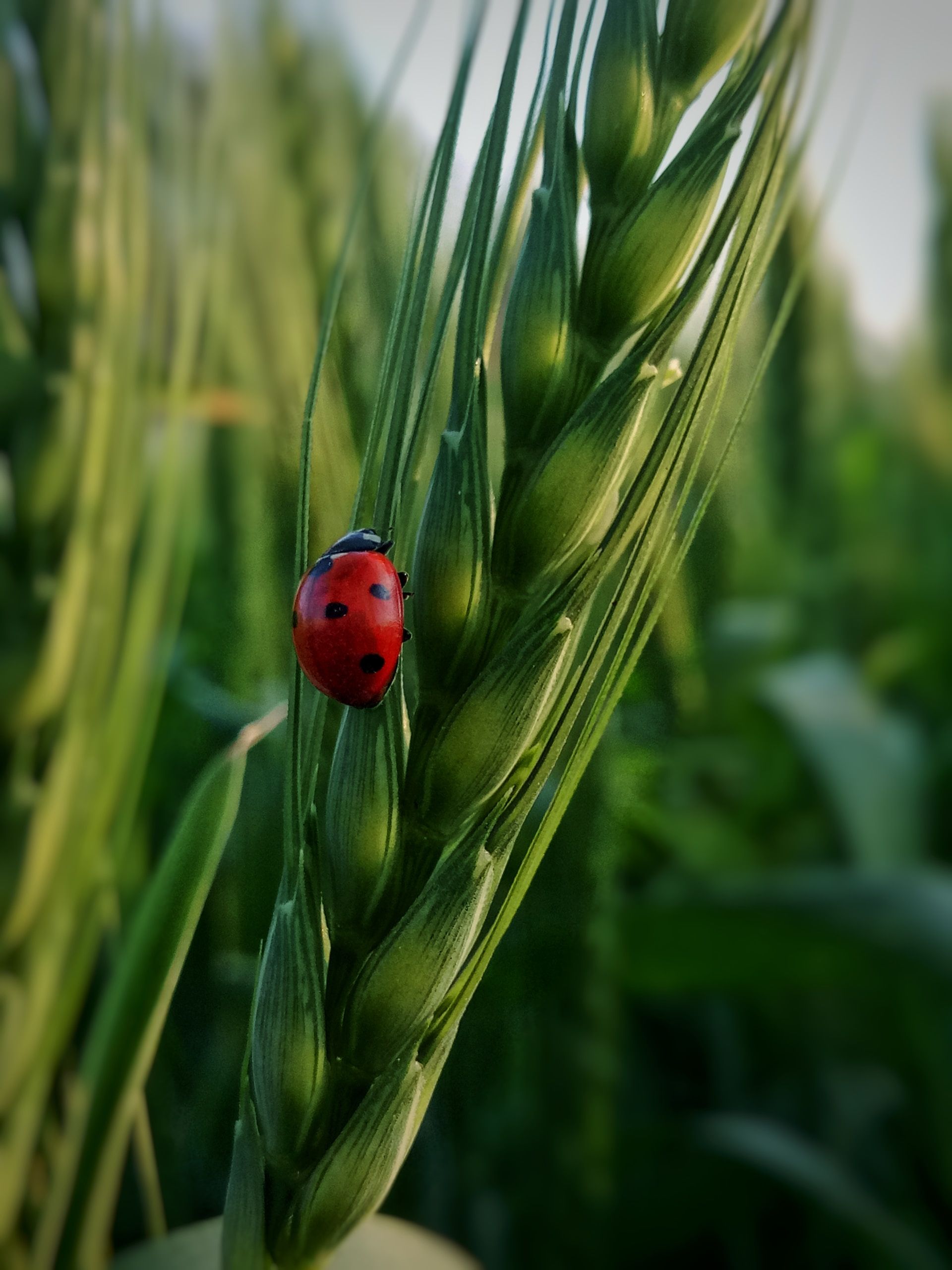 A ladybug is sitting on a green plant in a field as metaphor for ESG directives CSRD ELAN 