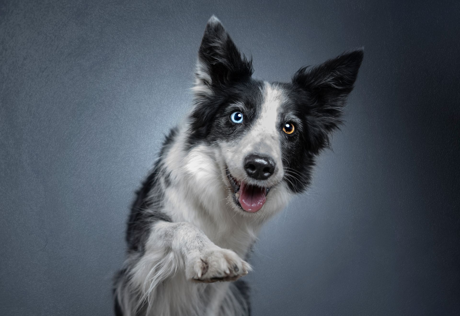 Dog photography Modena