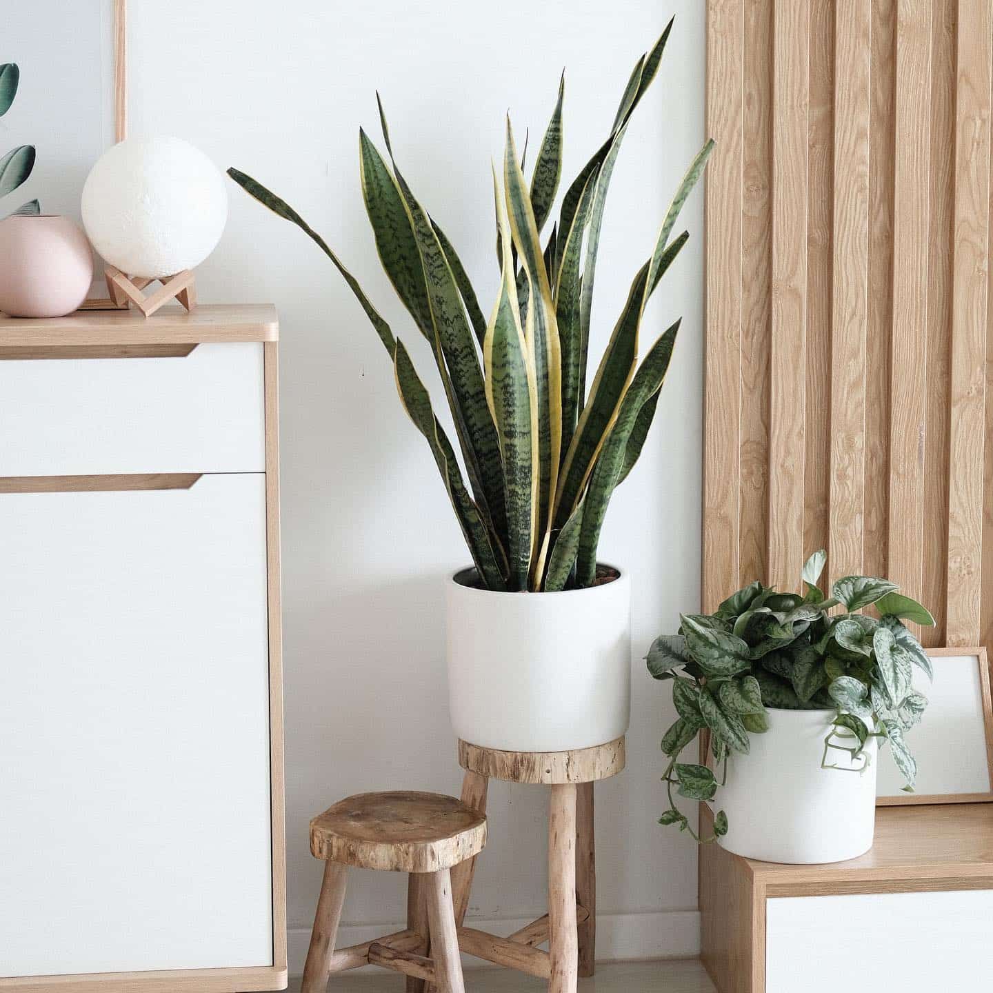 Large Plant in a White Pot — Evoke Building Group In Ballarat Central, VIC