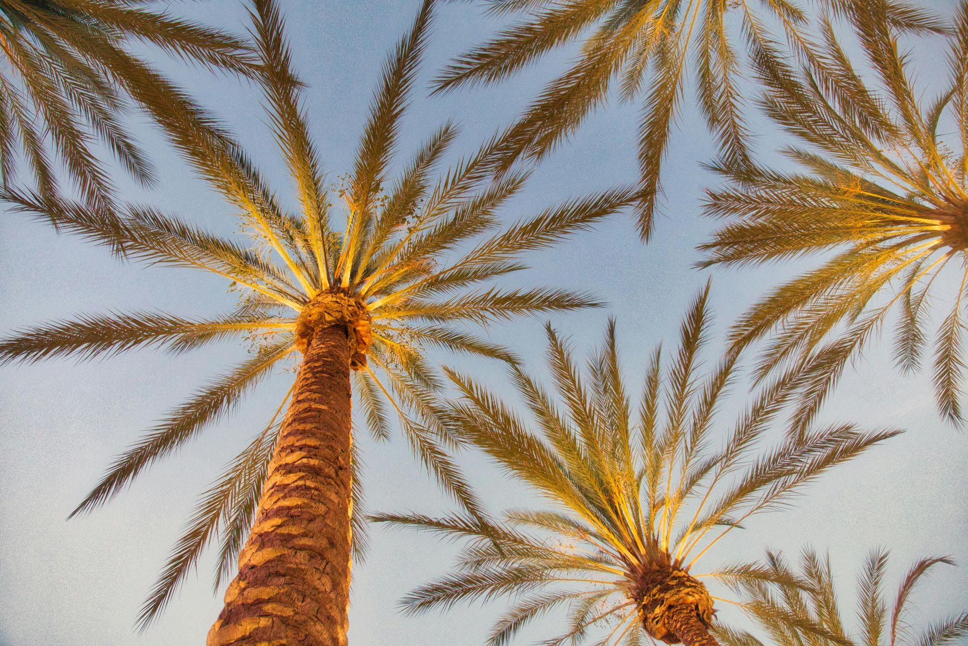 Palm trees reach towards a clear, pale blue sky; golden fronds and textured trunks.
