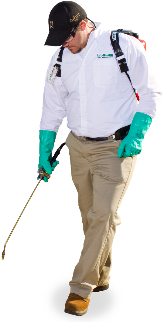 Residential Pest Control San Diego