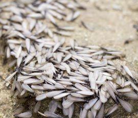 termite signs san diego