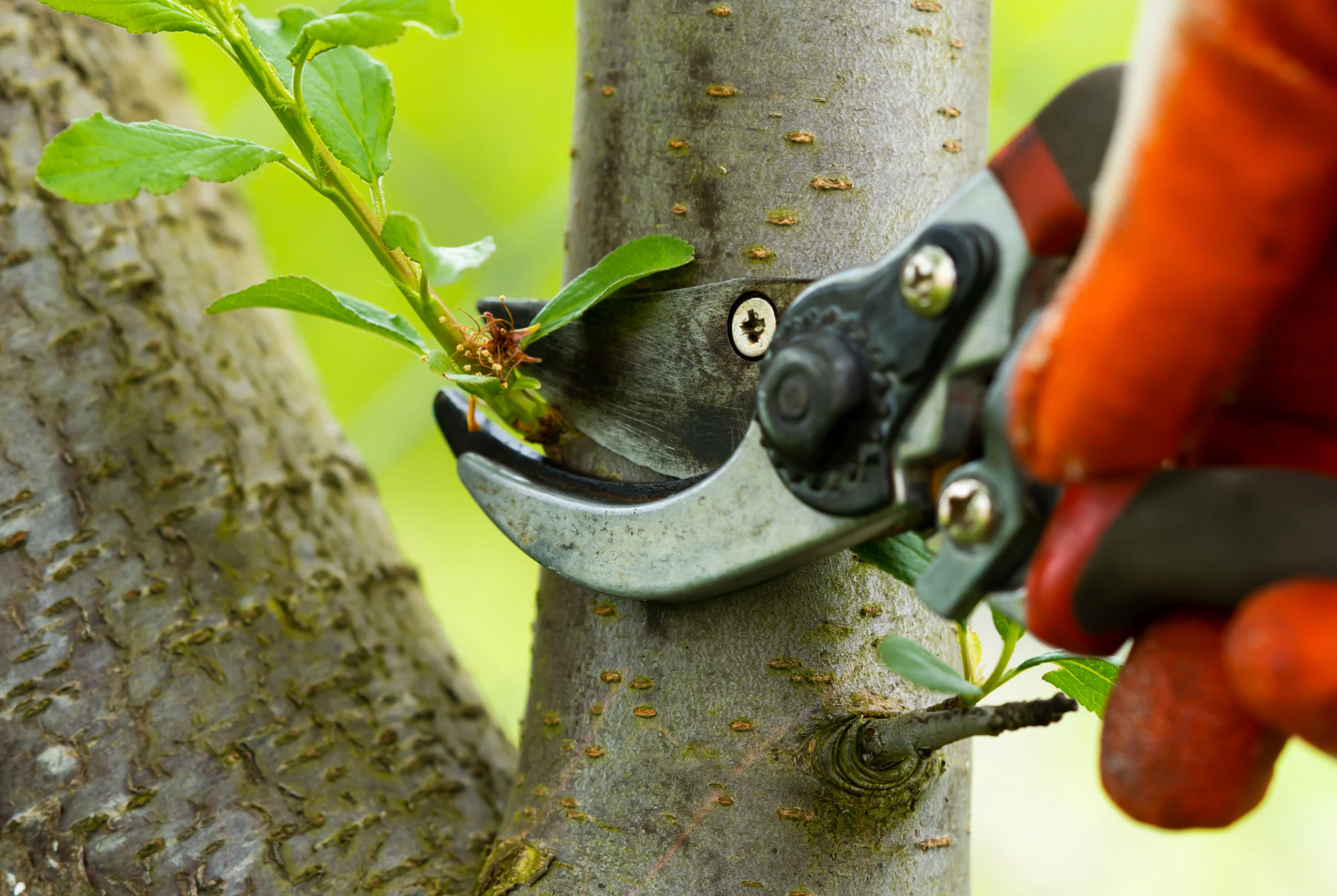 A person is cutting a tree branch with a pair of scissors.