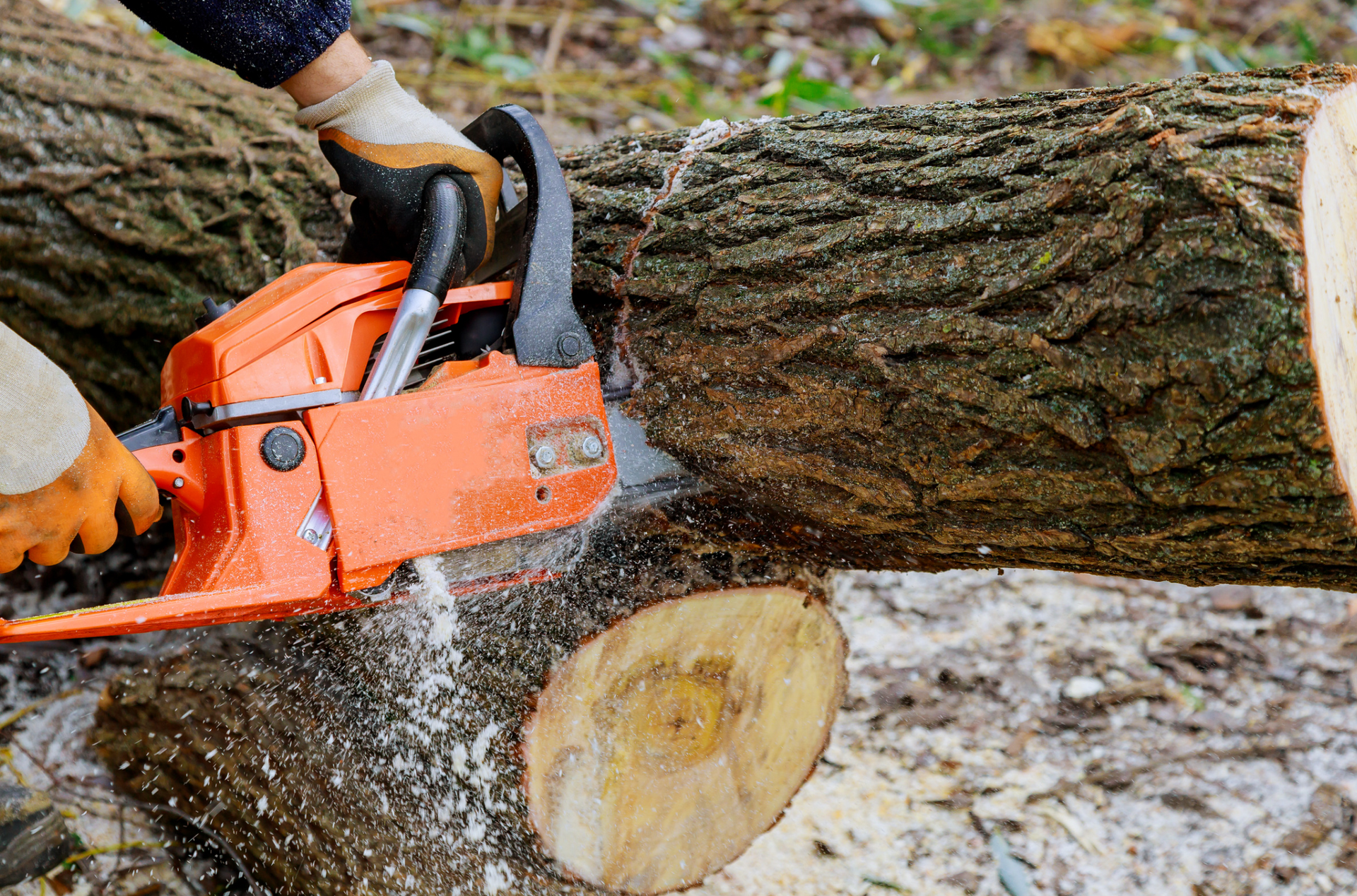 A person is cutting a tree with a chainsaw.