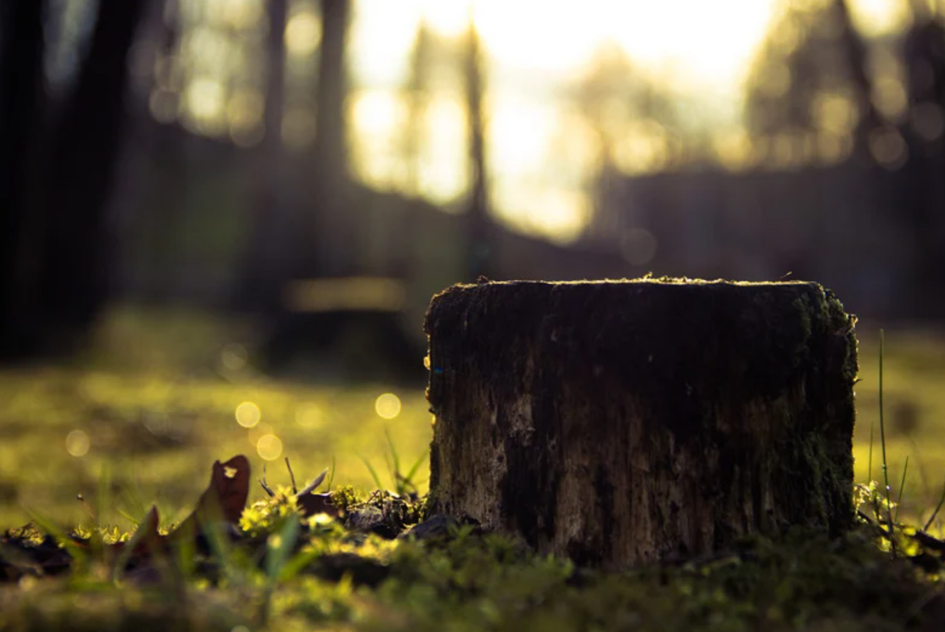 A close up of a tree stump in the grass.