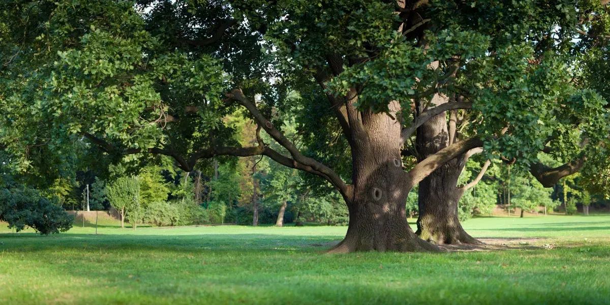 A large tree is sitting in the middle of a lush green field.