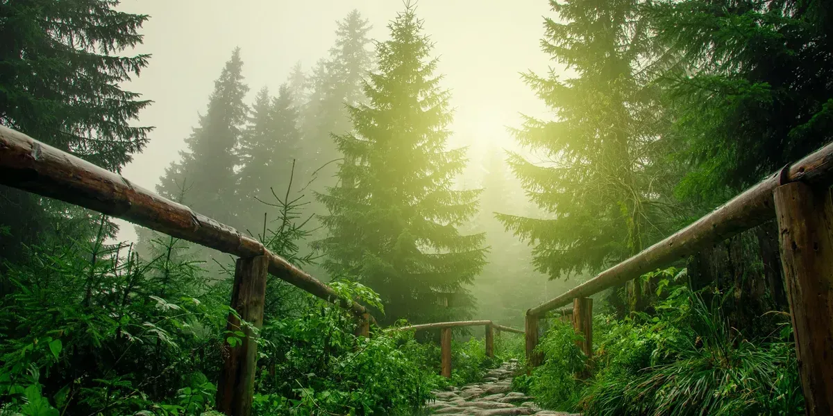 A wooden bridge in the middle of a forest with the sun shining through the trees.