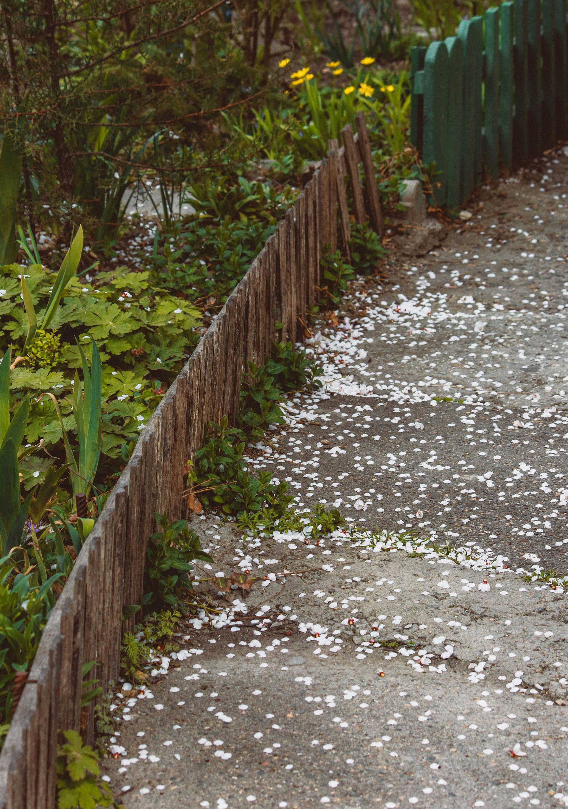 Concrete path covered in white flower petals, bordered by a wooden fence and greenery.