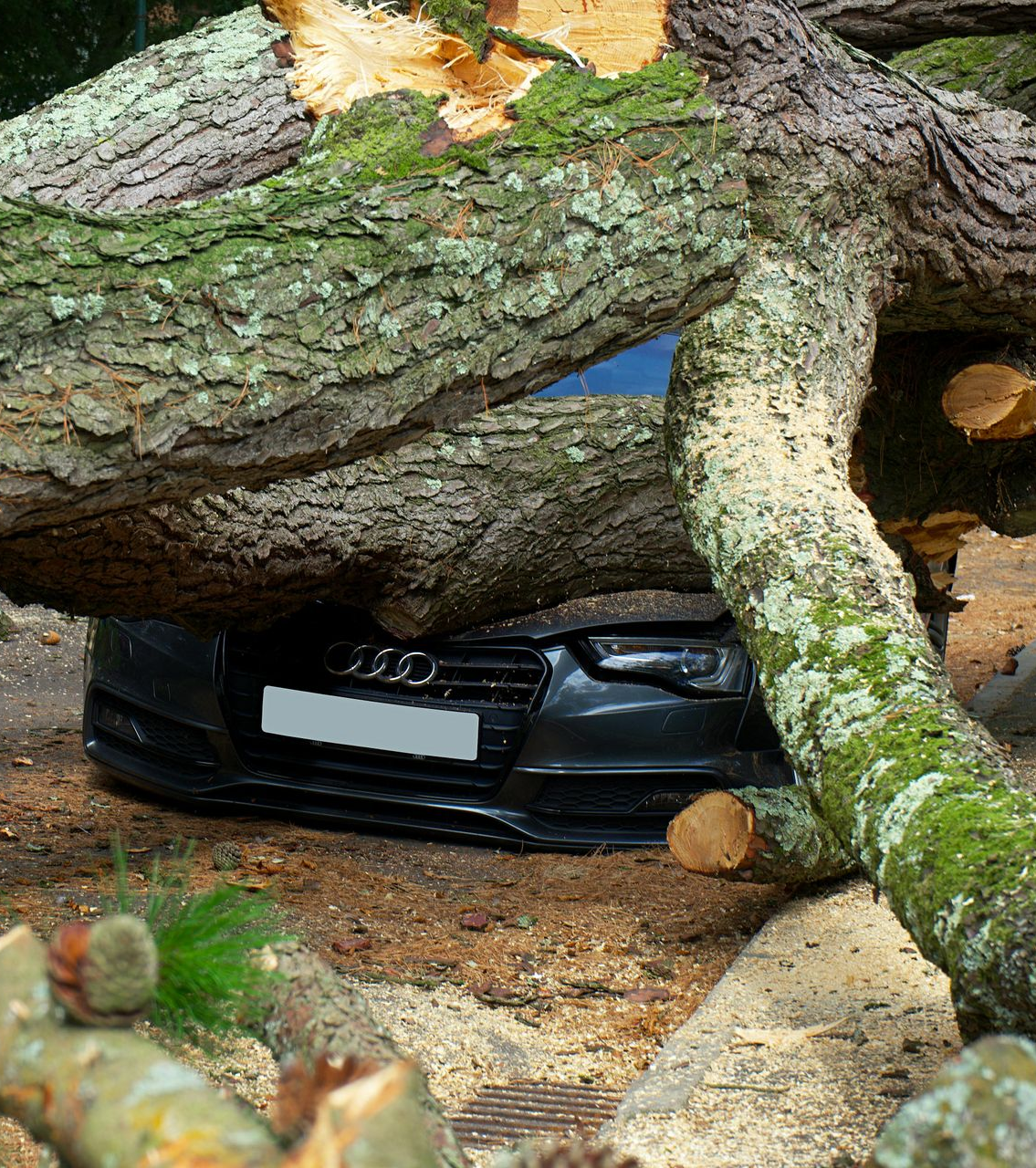 A tree trunk fallen on a dark gray Audi car; the car is on a road.