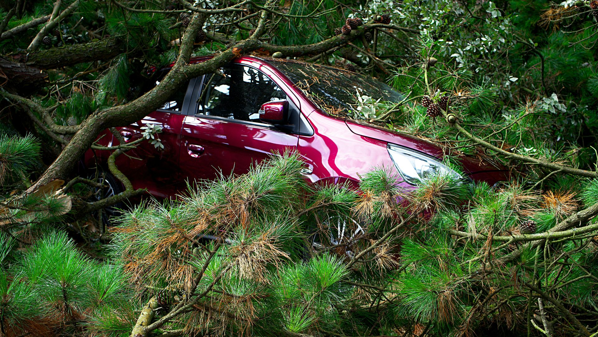 A dark red car sits partially crushed by fallen pine tree branches in a wooded area.