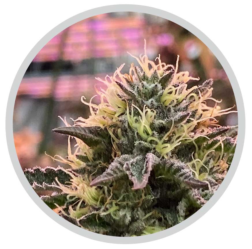 cannabis-led-light