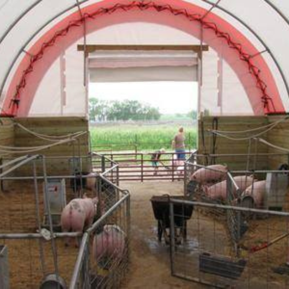 Pigs in pens inside a barn with an open doorway to a field. People are visible outside.