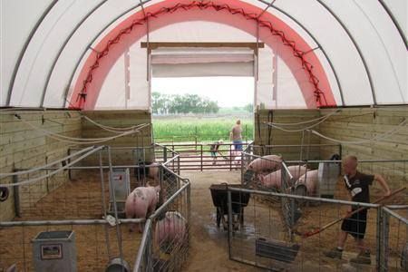 Pigs in pens inside a barn-like structure; a person hoses the floor, another stands in the background.