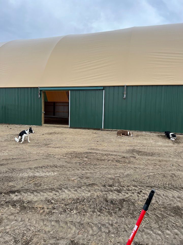 Three dogs play near a green and tan building with an open sliding door. Dirt ground, overcast sky.