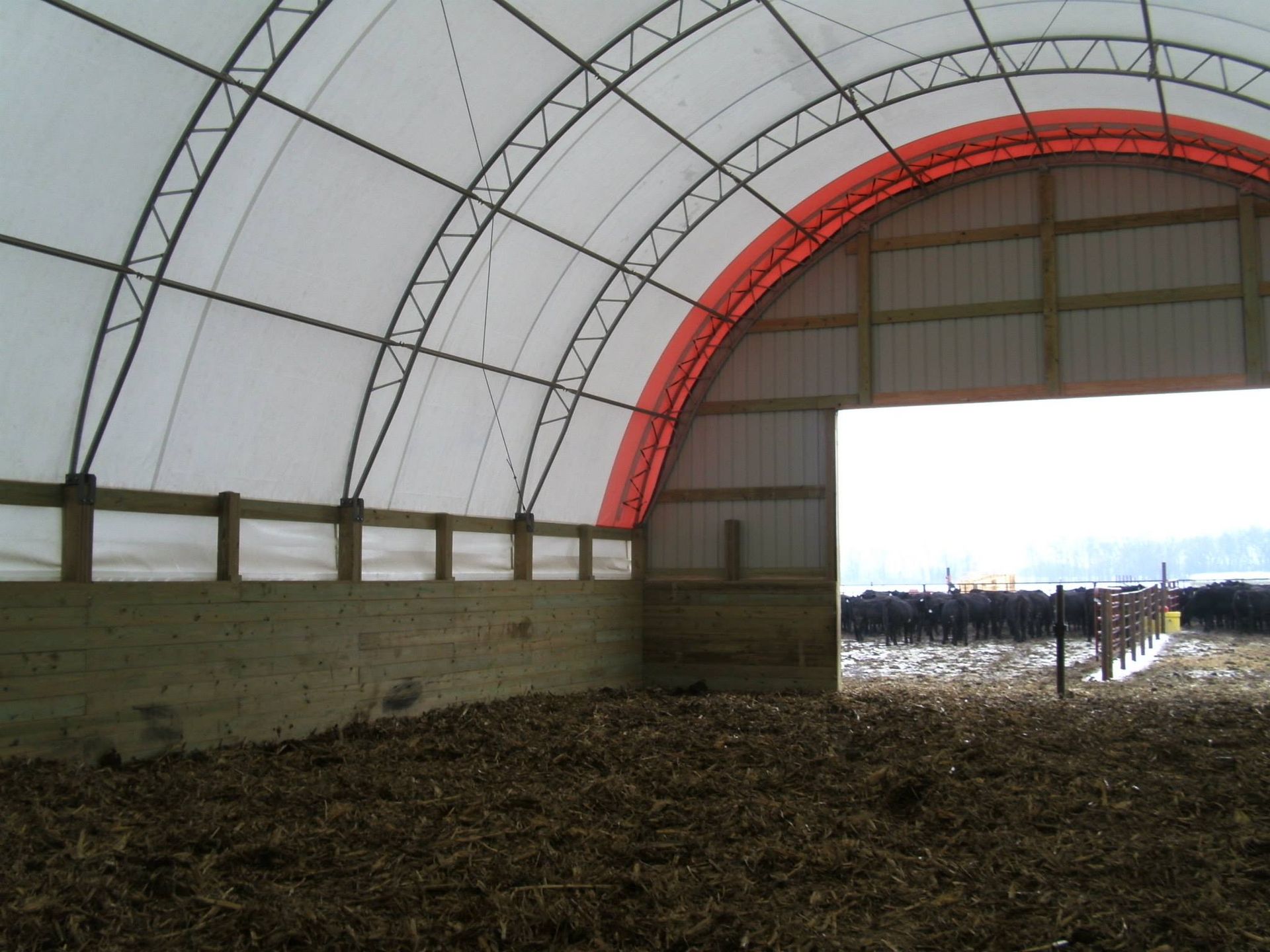 Interior of a livestock shelter; wooden walls, white arched roof, red accent, open doorway to cattle in a snowy field.