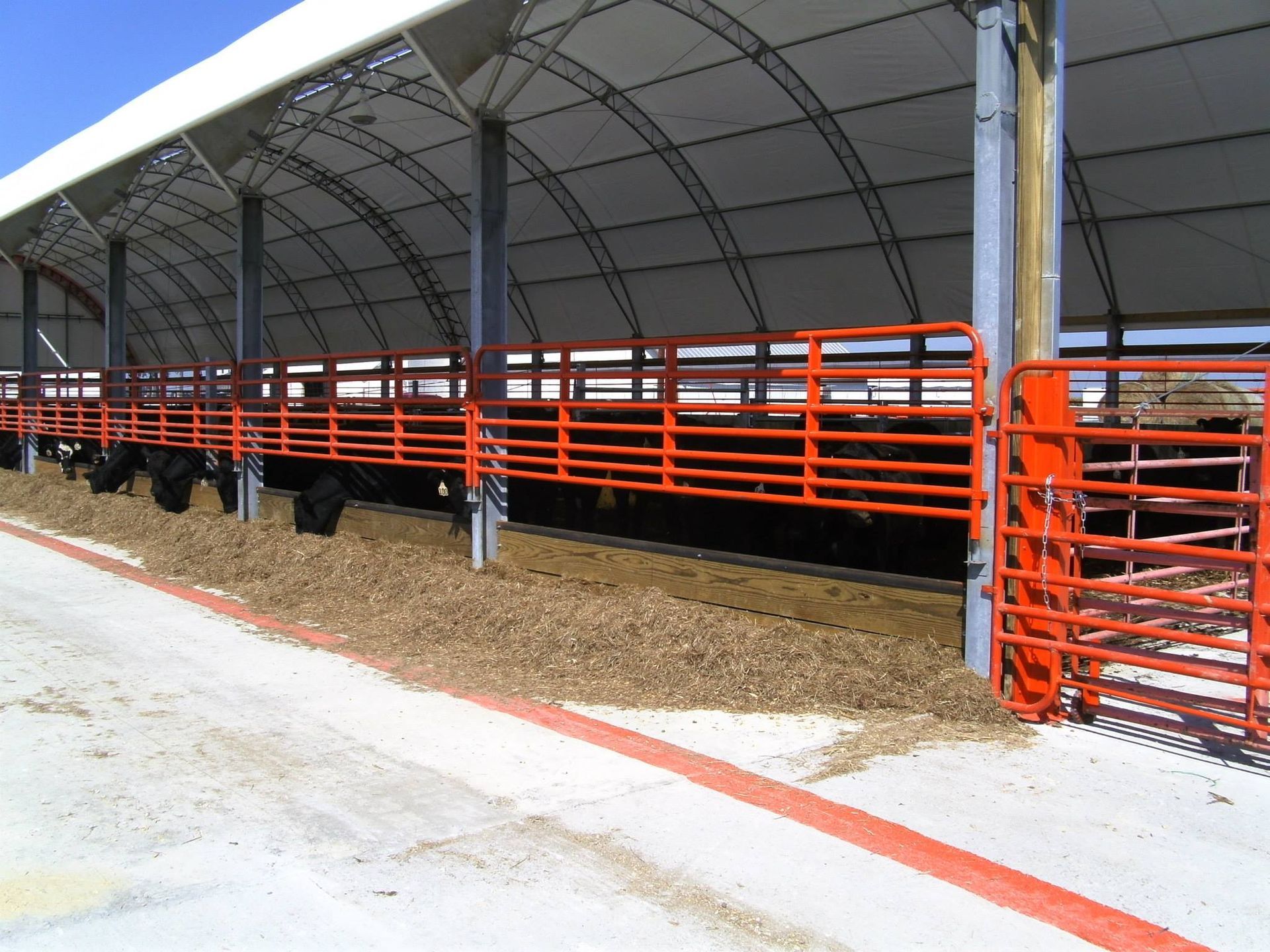 Cattle in orange-railed pens under a white arched roof.