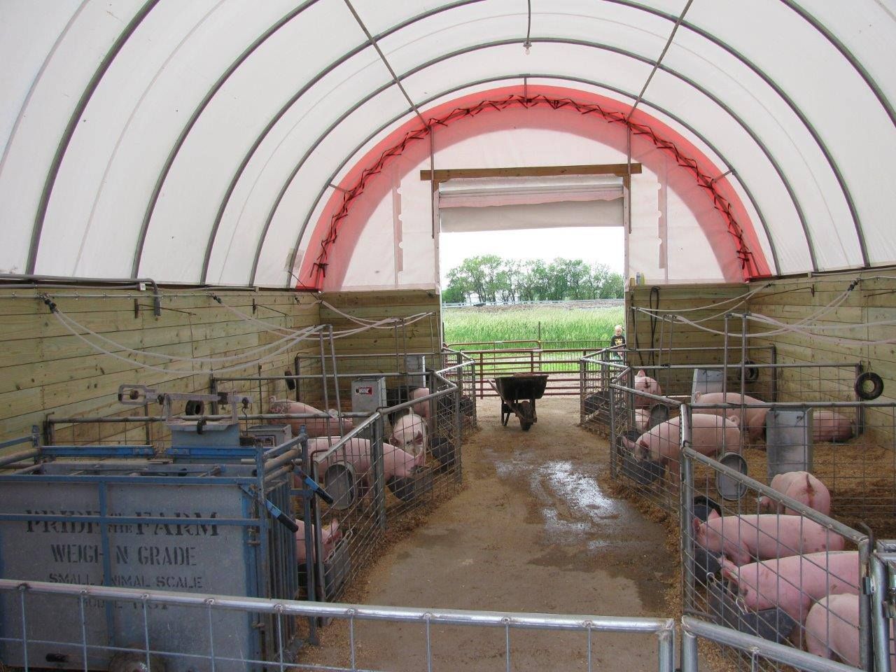Pigs in pens inside a white-arched building, open doorway to a field, concrete floor, with a wheelbarrow.