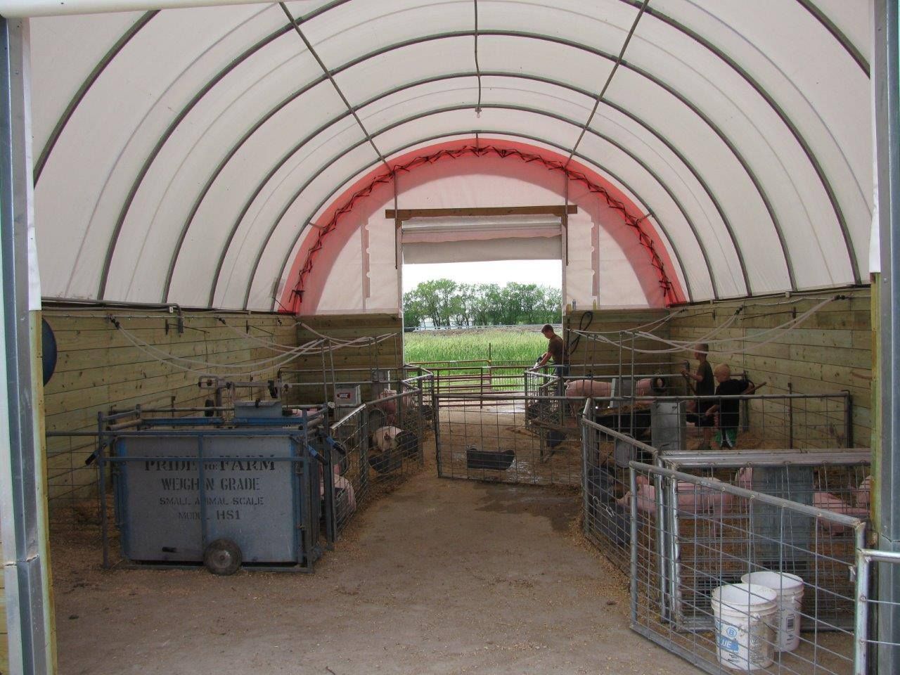 Inside a pig barn, with pigs in pens and an open doorway leading outside.