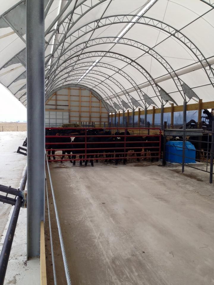 Cattle in a covered shelter with a metal frame and white fabric roof. A red fence and blue tank are visible.