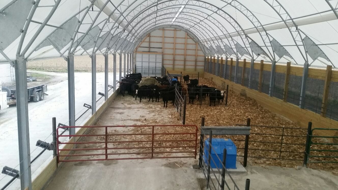 Cattle inside a large, arched-roof barn. The animals are grouped together near a feeding trough, surrounded by fencing.