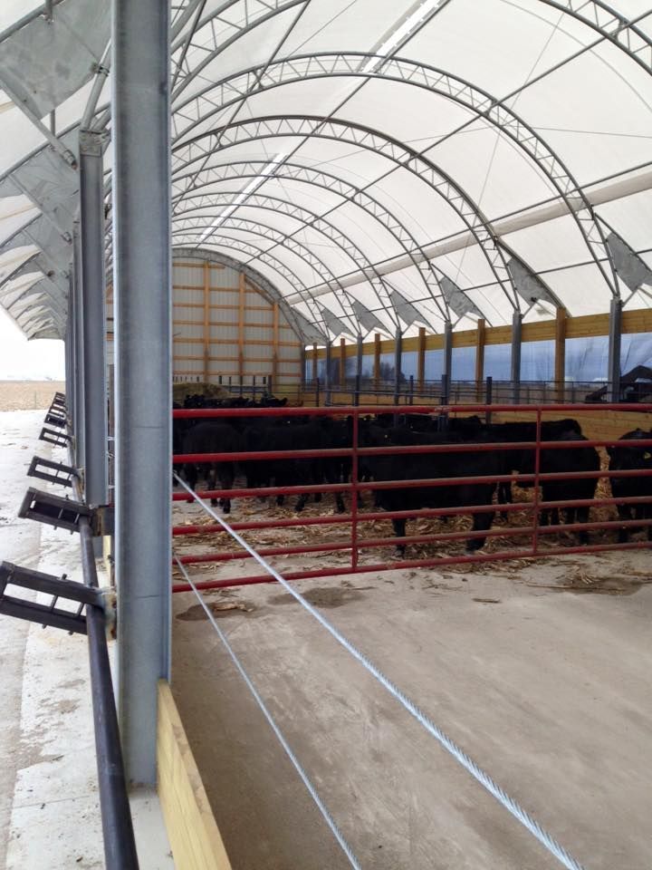 Cattle inside a covered building. Cows are black, building is white and metal.
