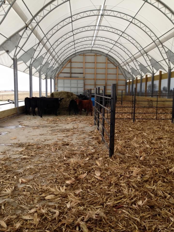 Cows in a covered barn with arched roof, standing on a bed of hay and debris.