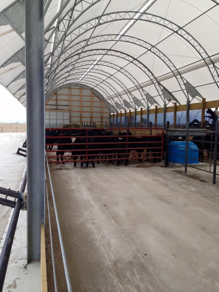 Cattle inside a large, arched-roof barn. The barn has a white fabric roof, metal frame, and a concrete floor.