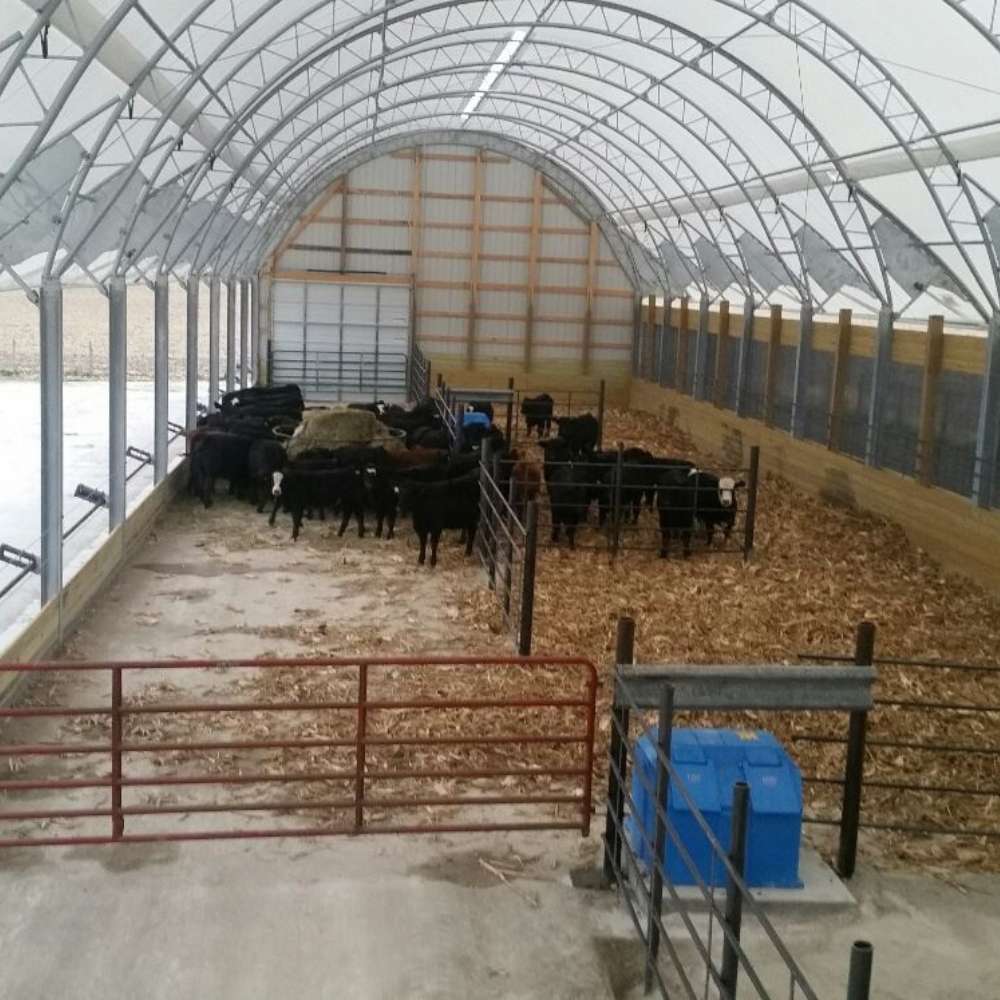 Cattle inside a metal and fabric arched shelter. Cattle are black and brown, standing on bedding.