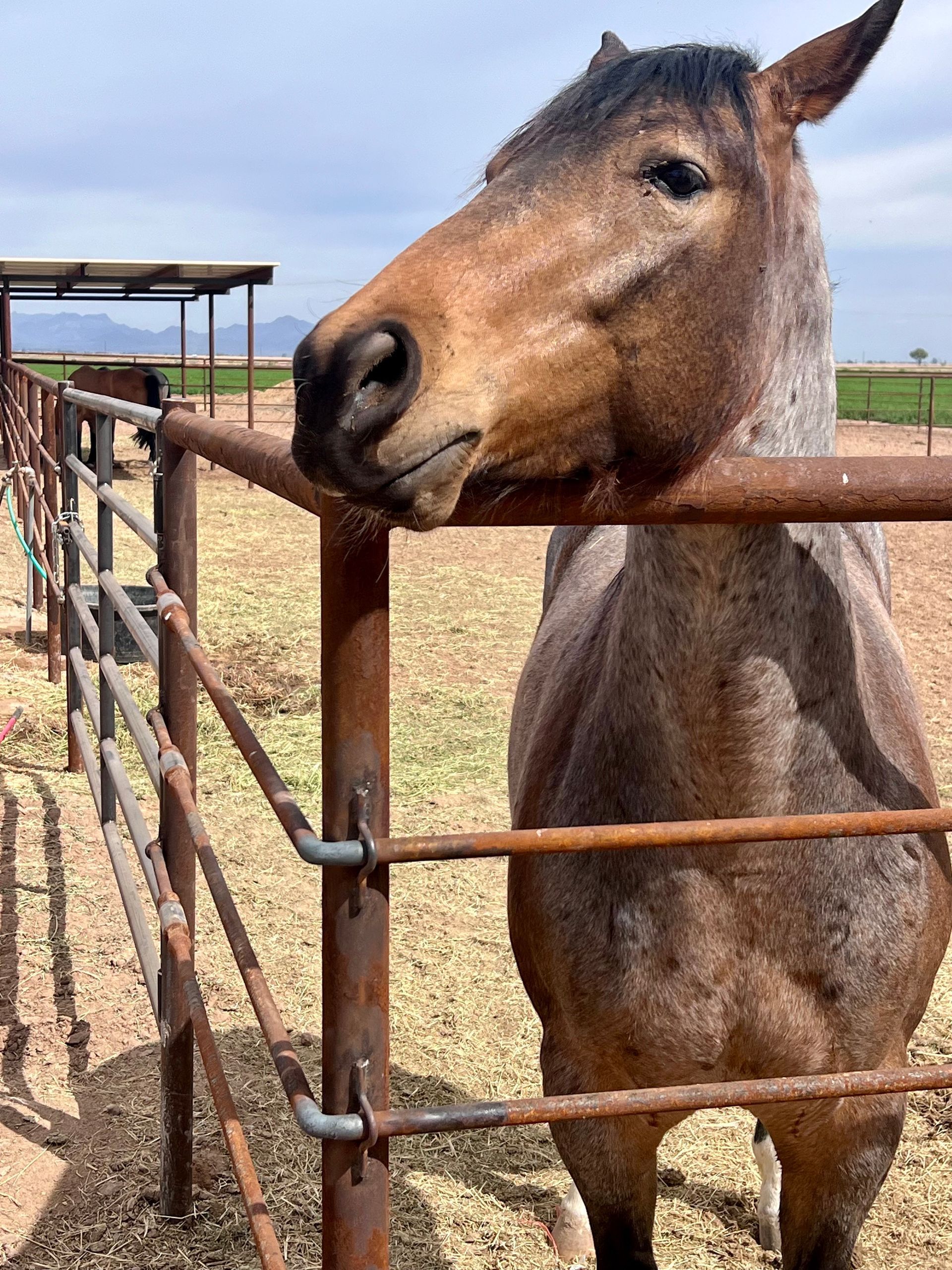A brown horse standing behind a rusty fence looking at the camera.