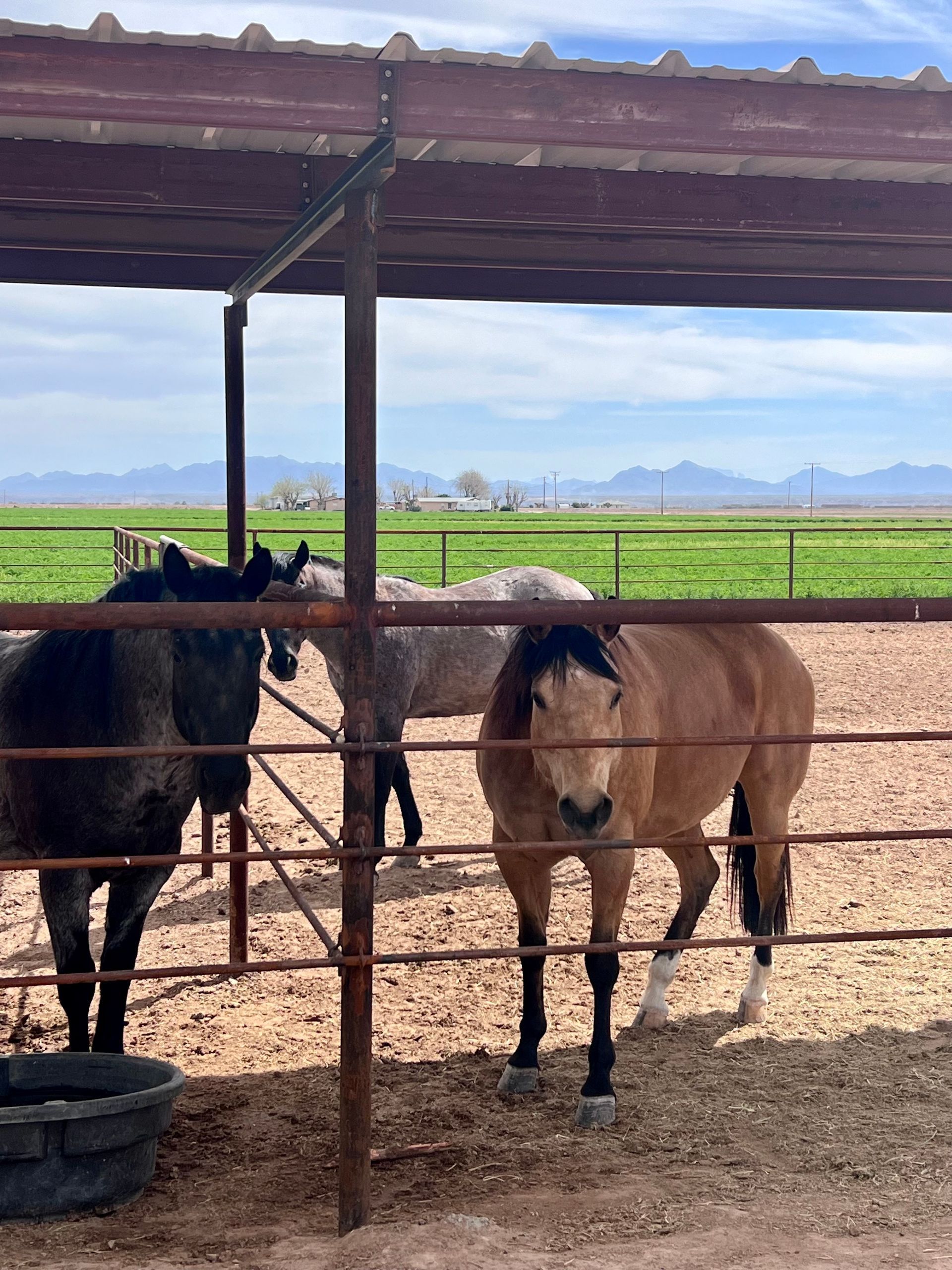 Three horses are standing in a fenced in area with mountains in the background
