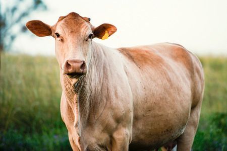 A Big Grey Bull — Top Stock Agencies In Mareeba, QLD