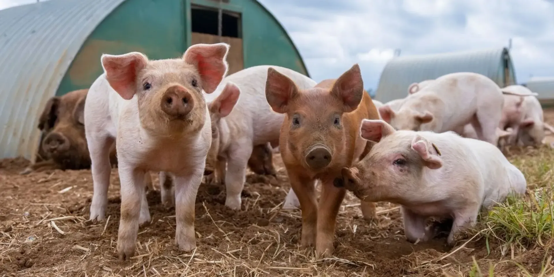 A Pig — Top Stock Agencies In Mareeba, QLD