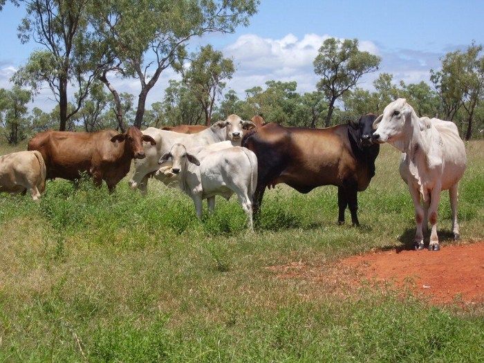 A Herd of Cows Standing in a Grassy Field — Top Stock Agencies In Mareeba, QLD