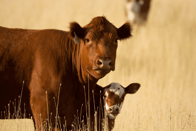 A Close Up Of A Cow With Large Ears Looking At The Camera — Top Stock Agencies In Mareeba, QLD
