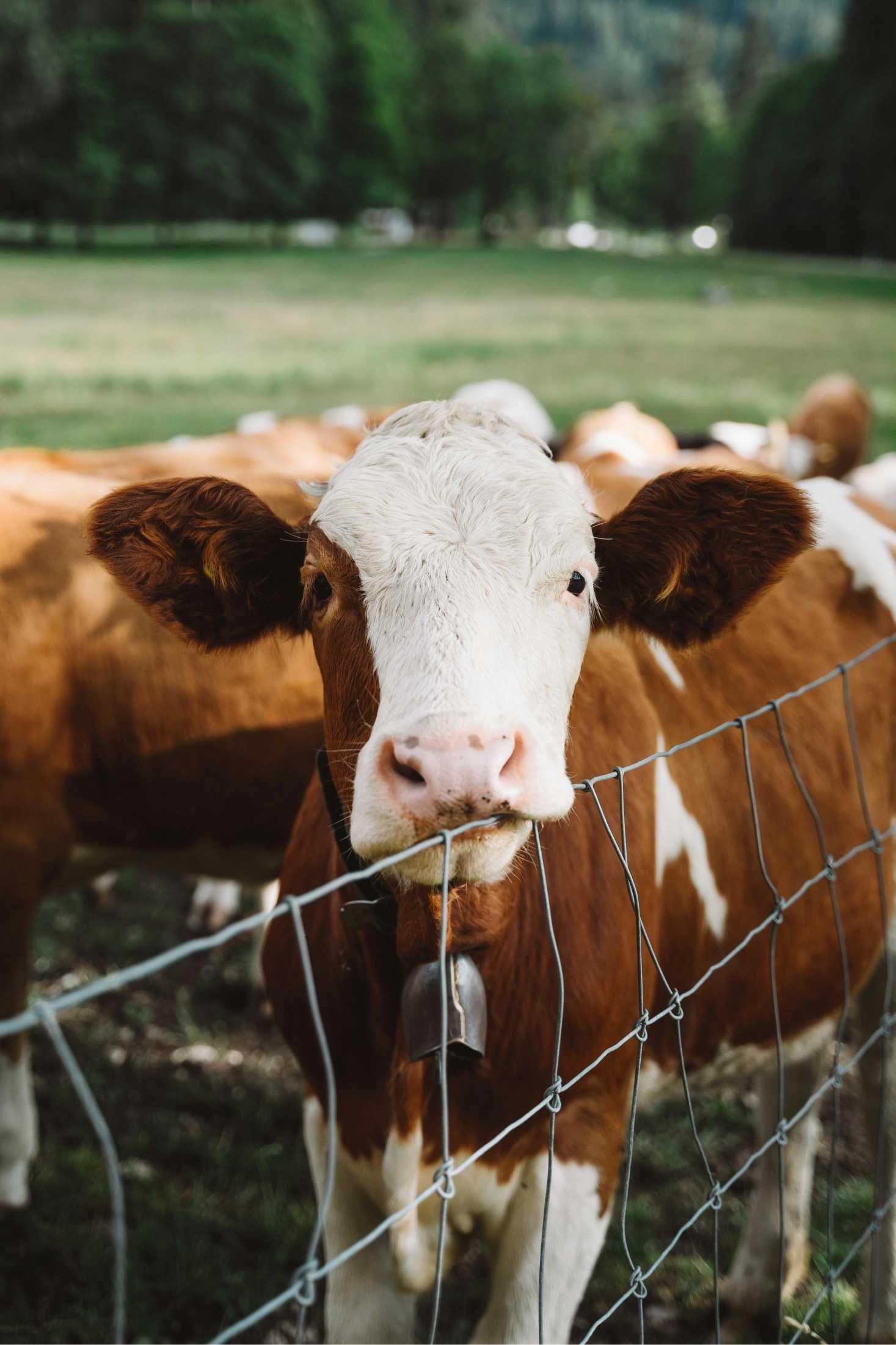 A Brown and White Cow is Standing Behind a Wire Fence — Top Stock Agencies In Mareeba, QLD