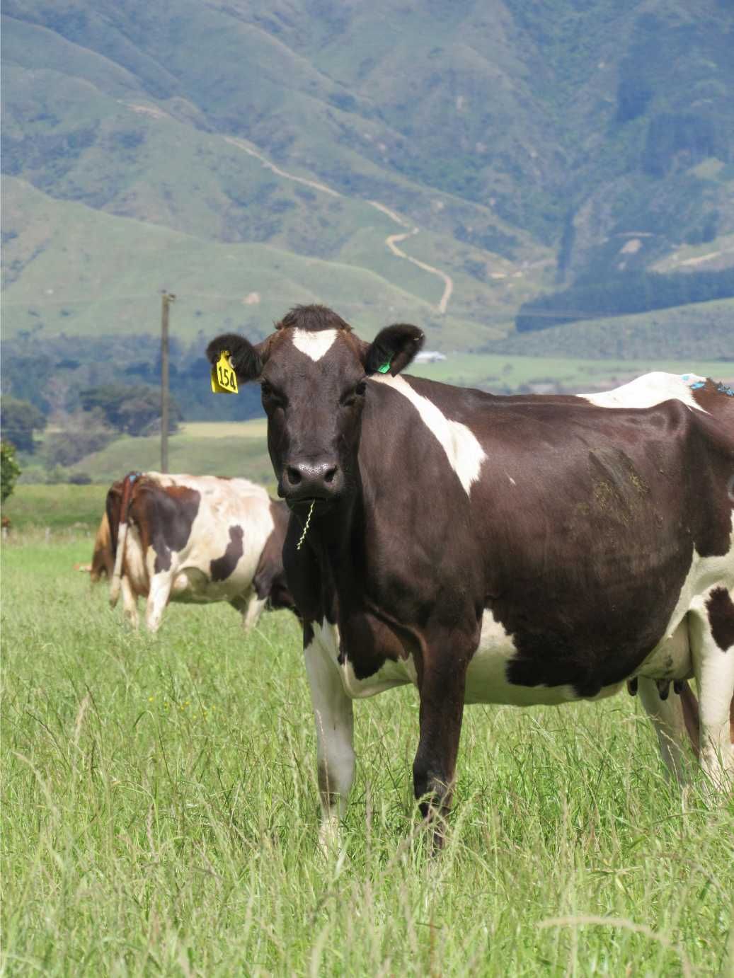 A Cow With a Tag on Its Ear is Standing in a Grassy Field — Top Stock Agencies In Mareeba, QLD