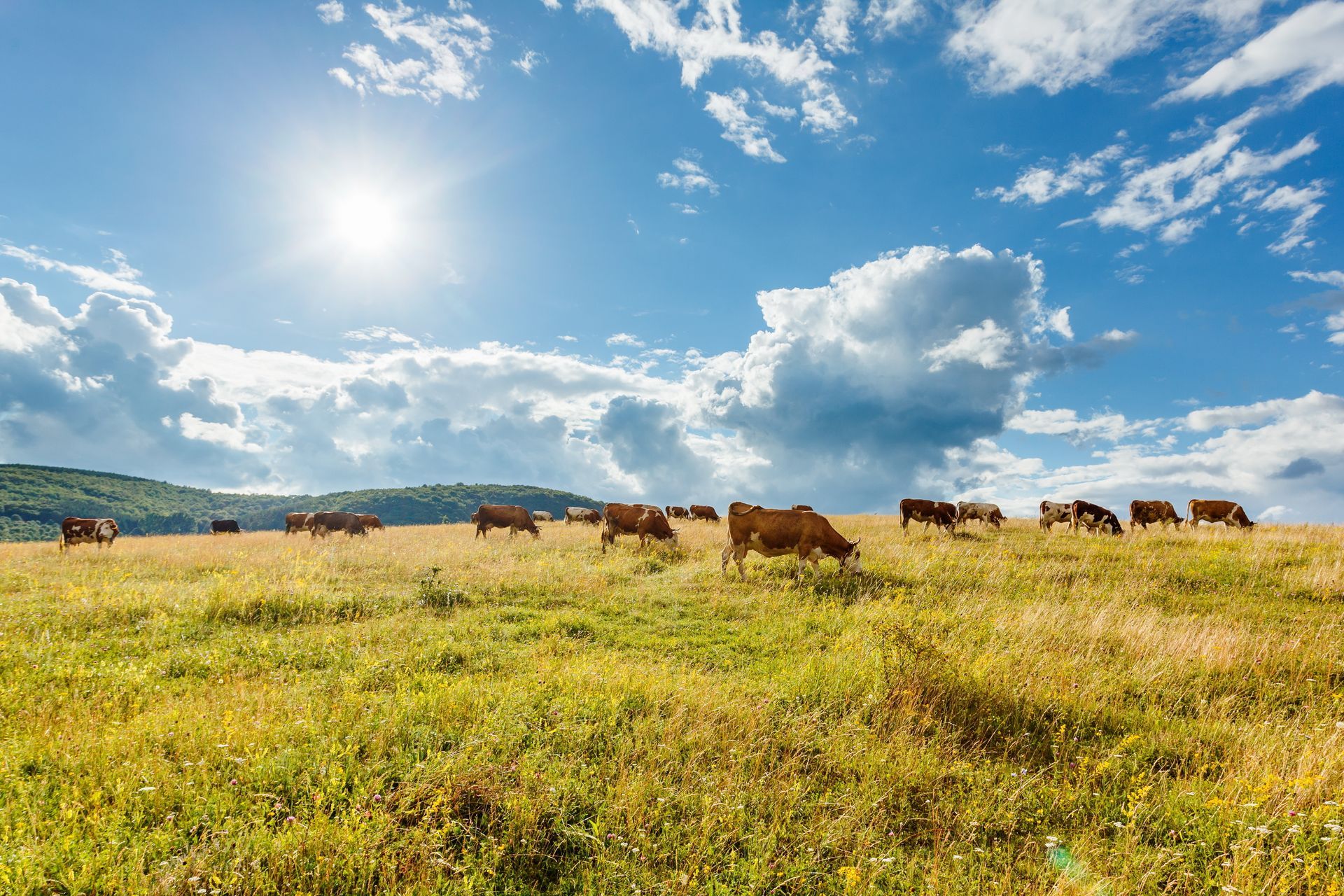 A Cow With a Tag on Its Ear is Standing in a Grassy Field — Top Stock Agencies In Mareeba, QLD