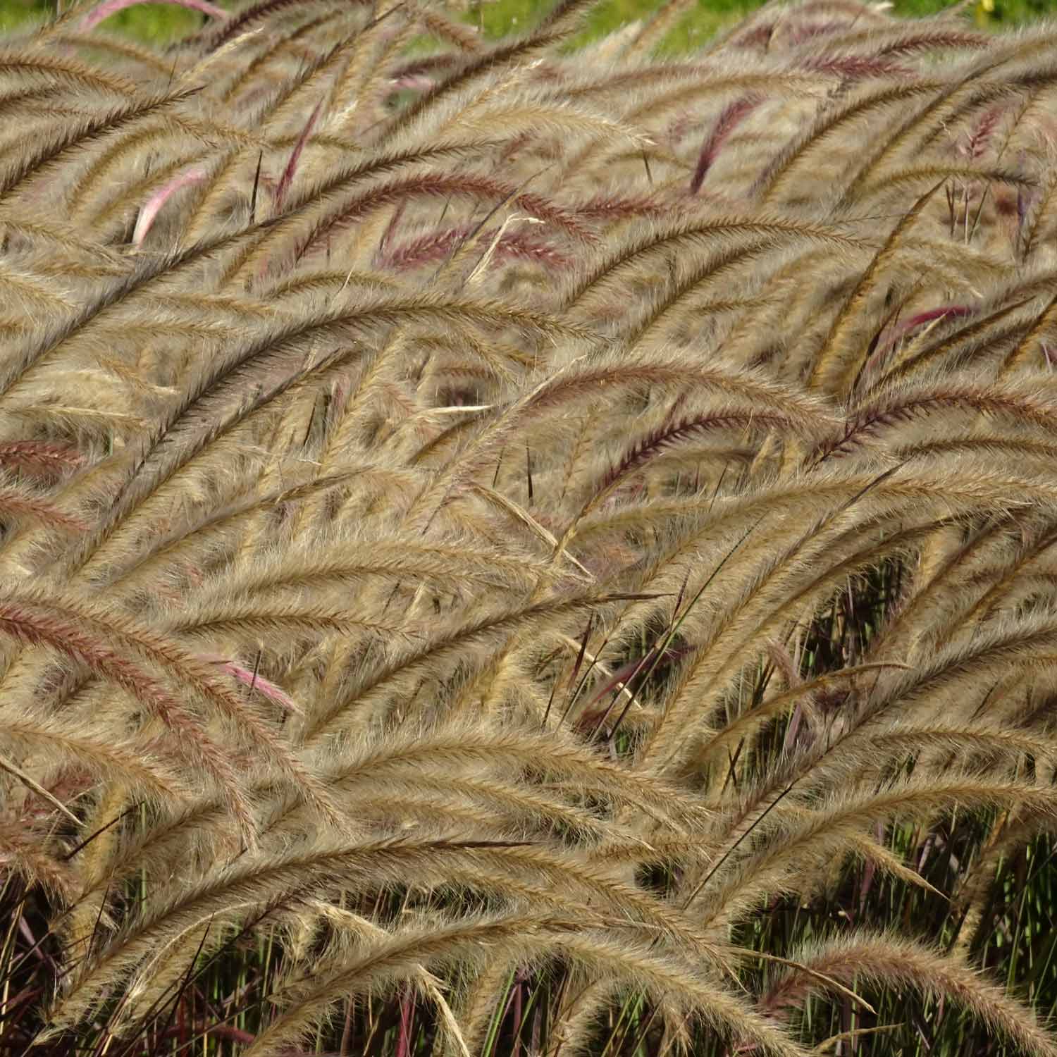 wheat plants