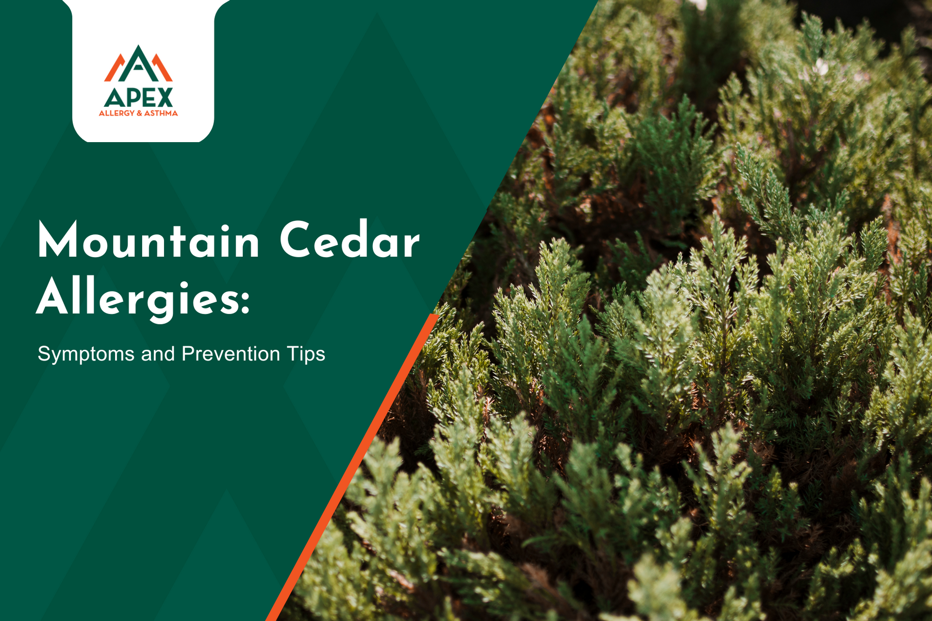 A mountain cedar tree produces pollen and causes seasonal mountain cedar allergy.
