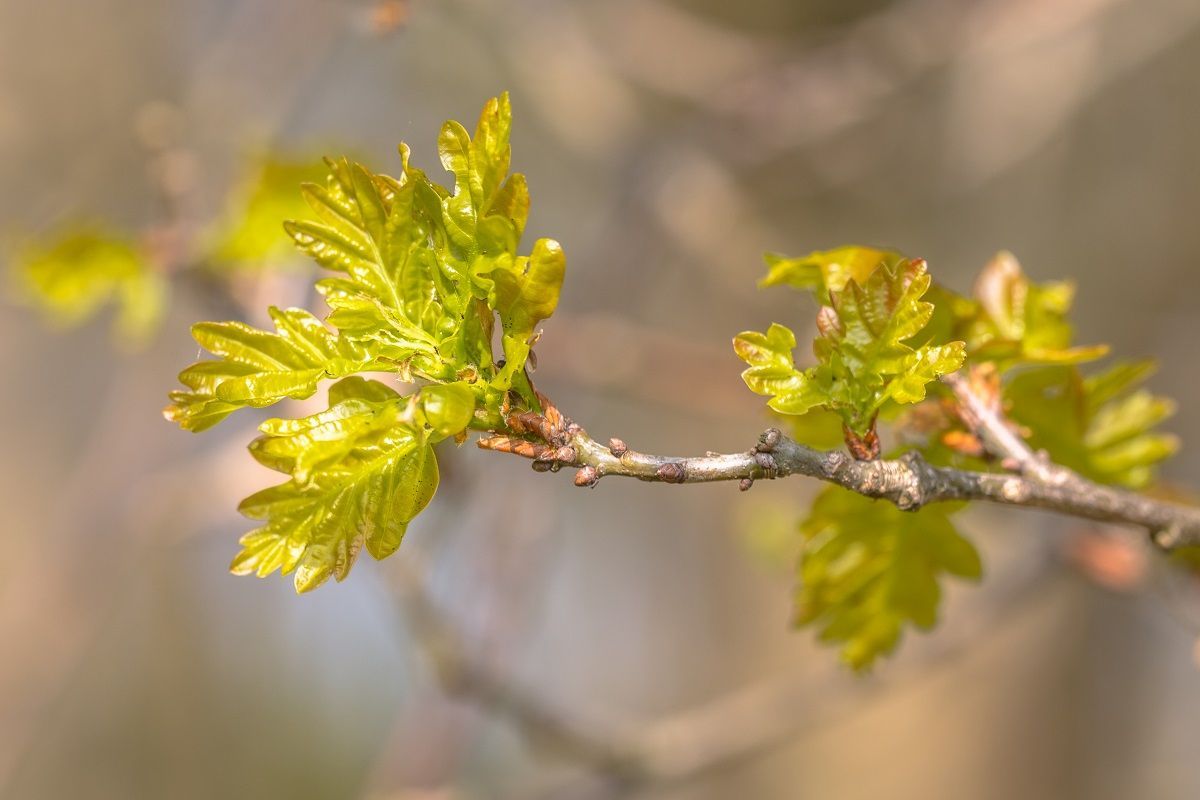 oak allergies