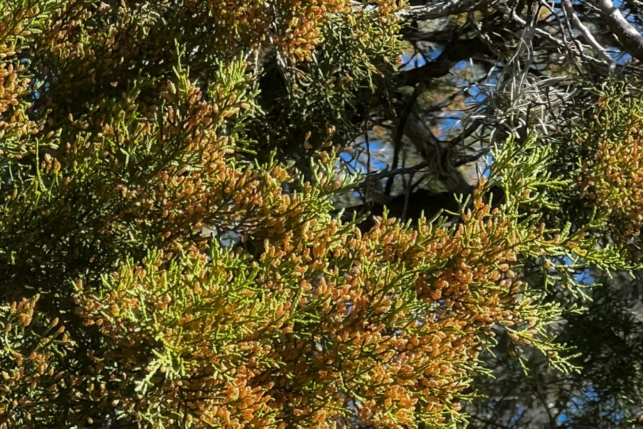 A mountain cedar tree releases pollen during the winter season. 
