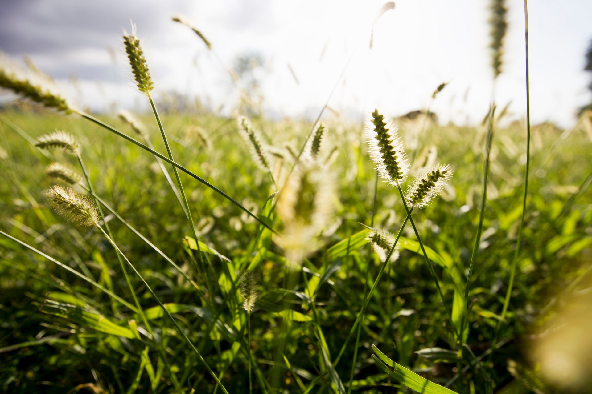 Common triggers of grass allergies. 