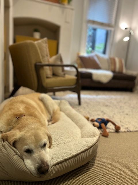 Yellow Labrador dog resting on a bed in a living room, near a chair and couch. — AT My Place Counselling and Psychotherapy in Neutral Bay, NSW