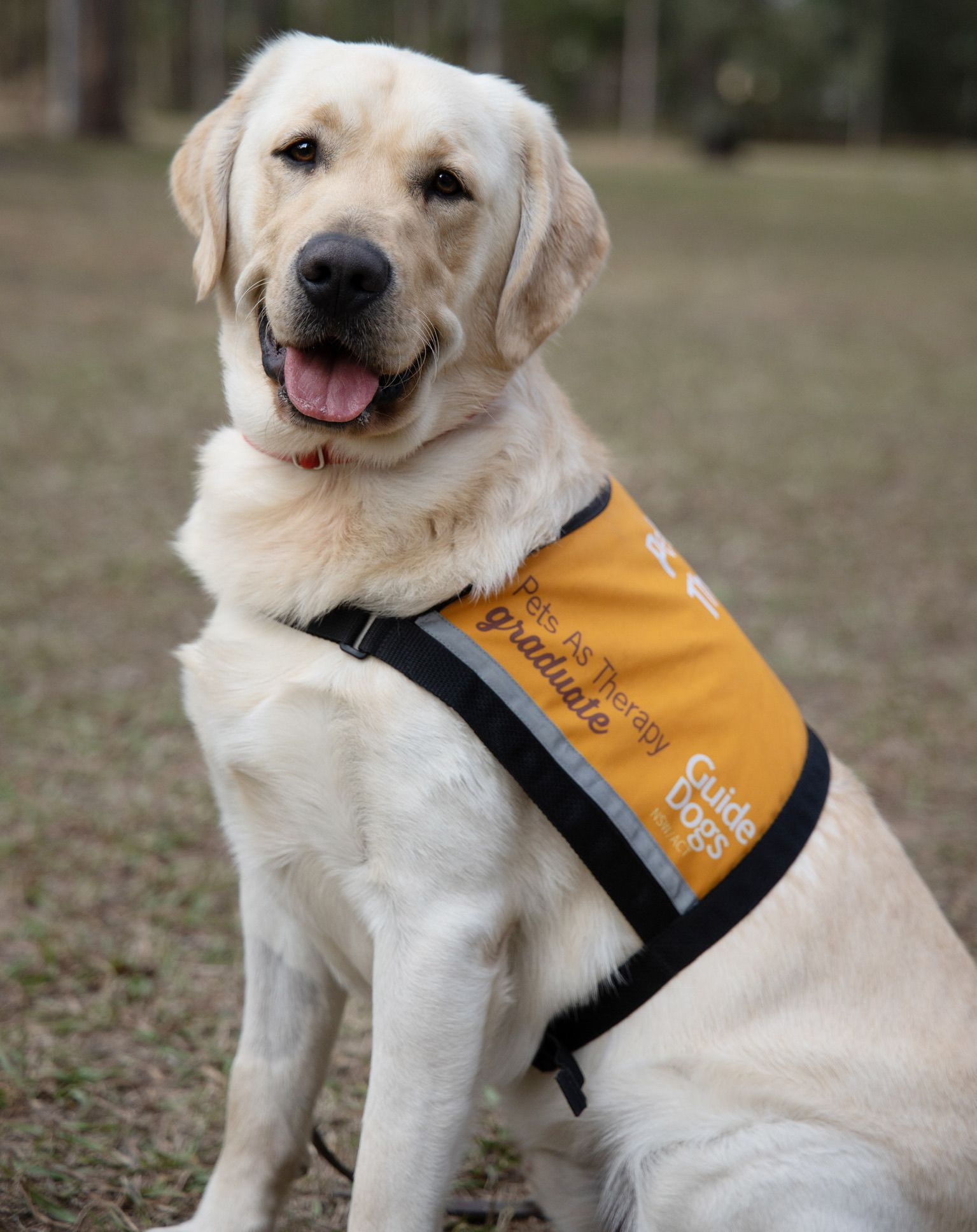 Cozy Therapy Room With Dog Sleeping in Bed — AT My Place Counselling and Psychotherapy in Neutral Bay, NSW