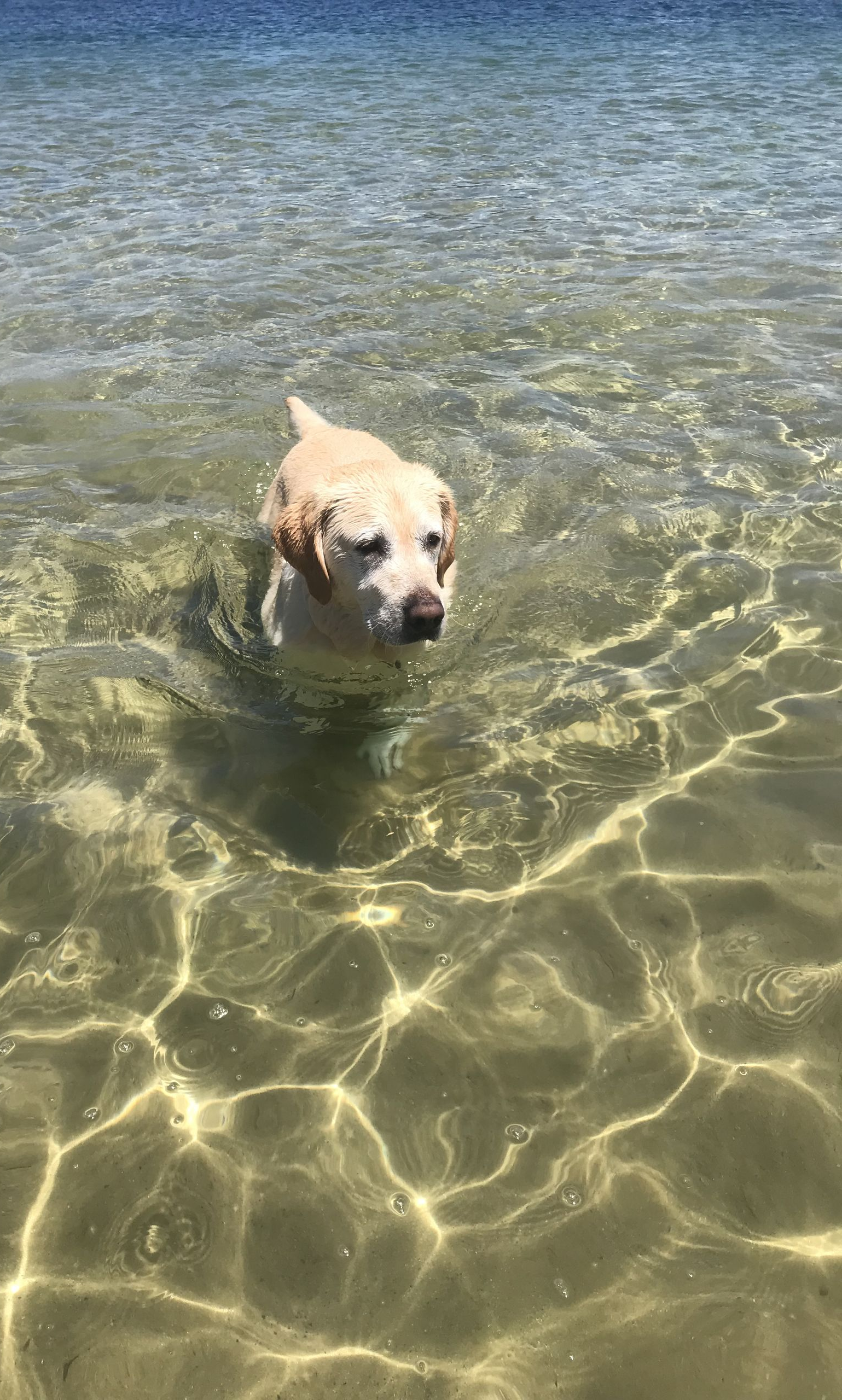 Yellow Labrador dog swimming in clear, sun-dappled water. — AT My Place Counselling and Psychotherapy in Neutral Bay, NSW